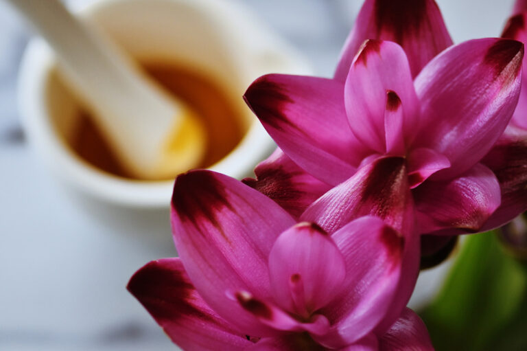 Planta de la cúrcuma